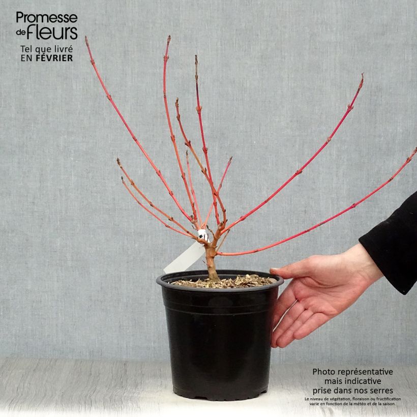 Cornus sanguinea Magic Flame - Cornejo rojo Maceta 4L/5L Ejemplar entregado en invierno