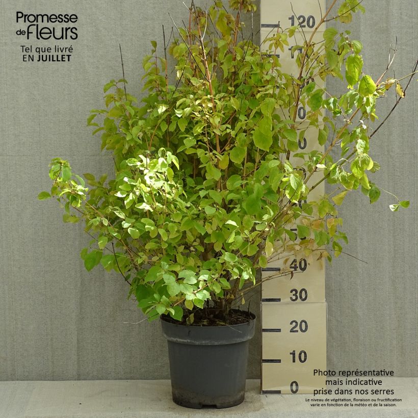 Ejemplar de Cornus sanguinea Mid Winter Fire - Cornejo rojo Maceta 6L/7L entregado en verano
