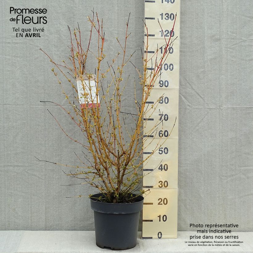 Cornus sanguinea Mid Winter Fire - Cornejo rojo Maceta 6L/7L Ejemplar entregado en la primavera