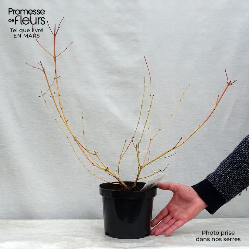 Cornus sanguinea Mid Winter Fire - Cornejo rojo Maceta 2L/3L Ejemplar entregado en la primavera