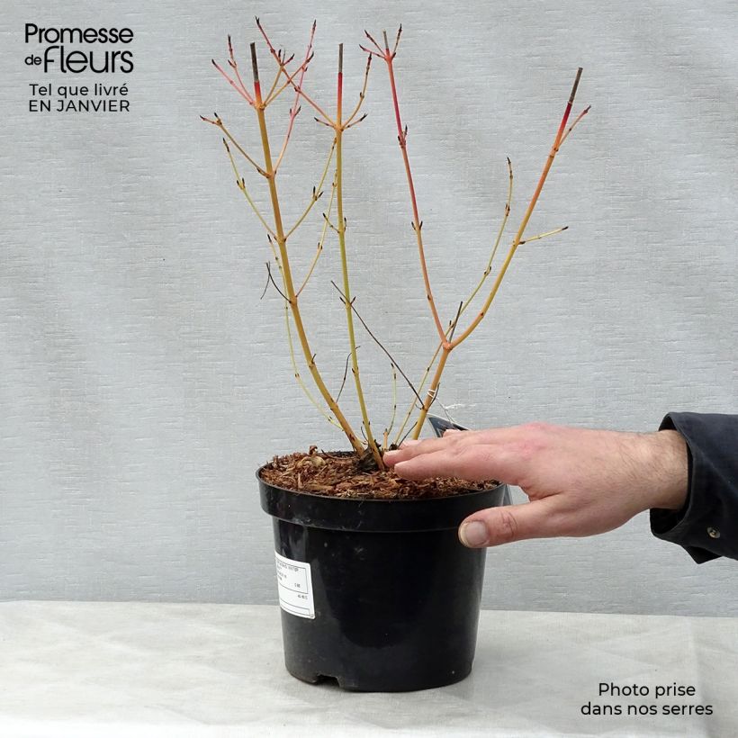 Cornus sanguinea Winter Beauty - Cornejo rojo Maceta 2L/3L Ejemplar entregado en invierno