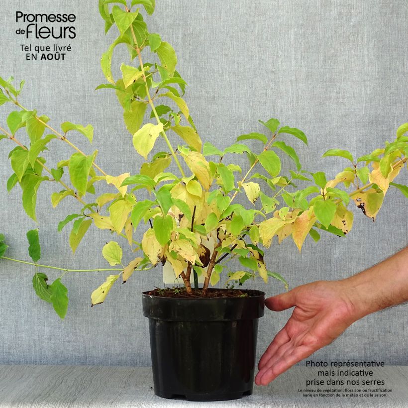 Ejemplar de Cornus sanguinea Winter Beauty - Cornejo rojo Maceta 2L/3L entregado en verano