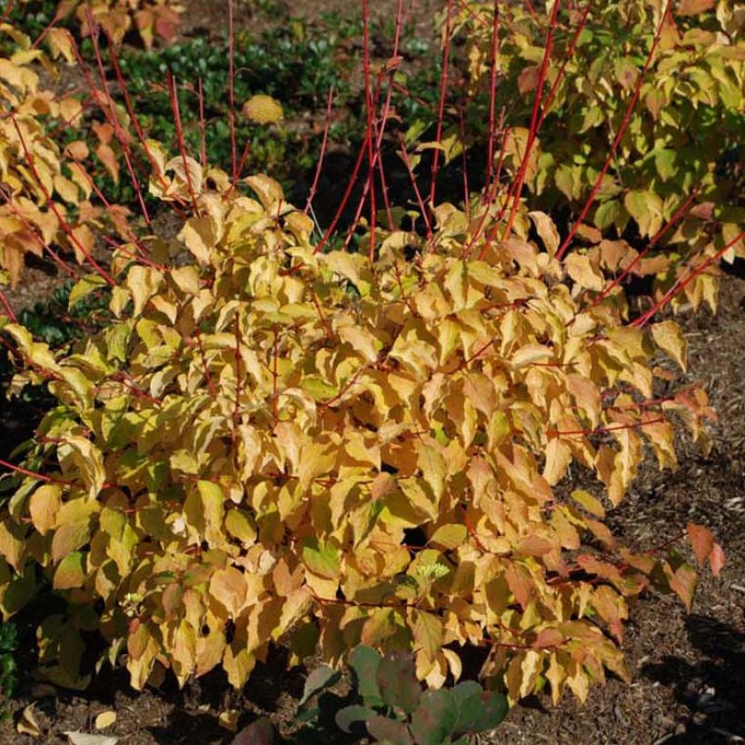 Cornus sanguinea Winter Beauty - Cornejo rojo (Floración)