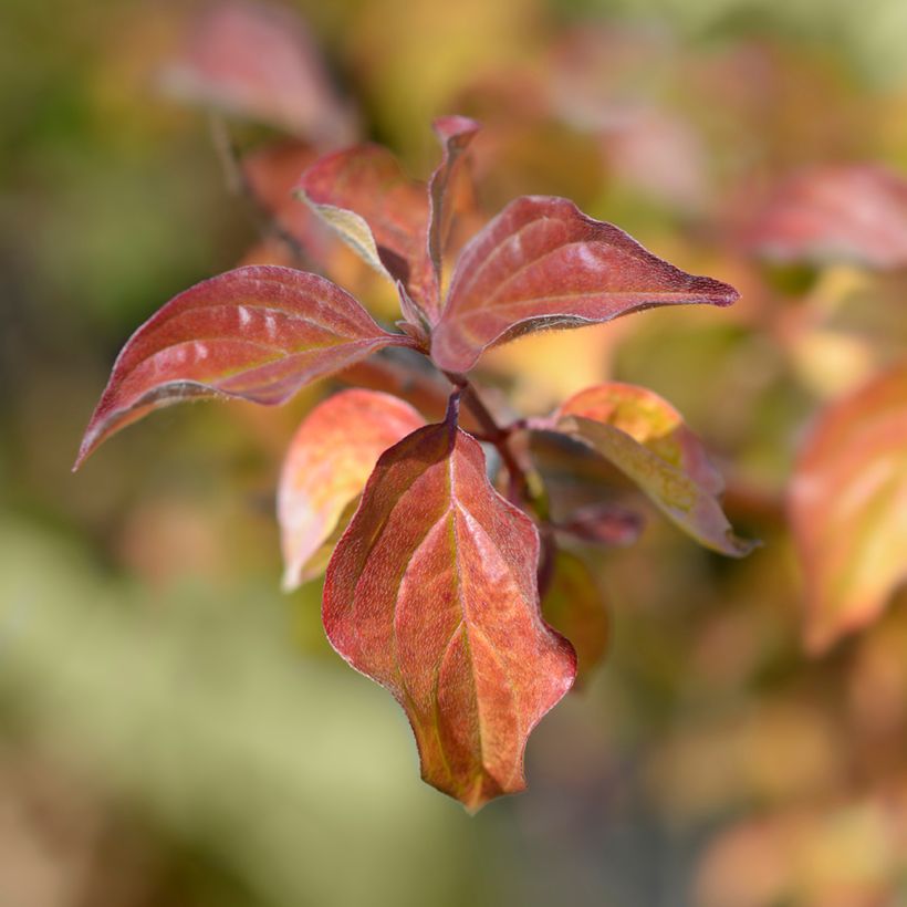 Cornus sanguinea Winter Beauty - Cornejo rojo (Follaje)