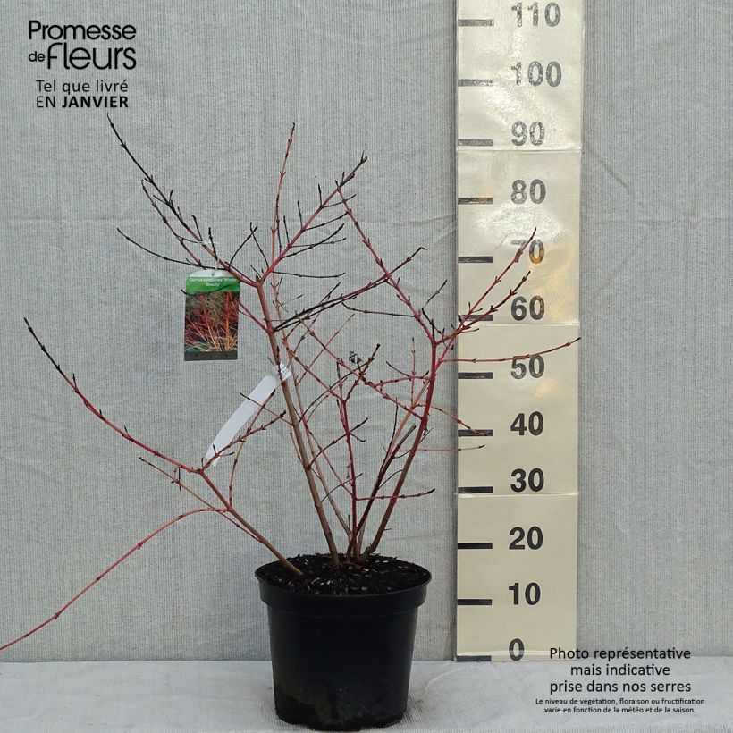 Cornus sanguinea Winter Beauty - Cornejo rojo Maceta 7,5L/10L Ejemplar entregado en invierno