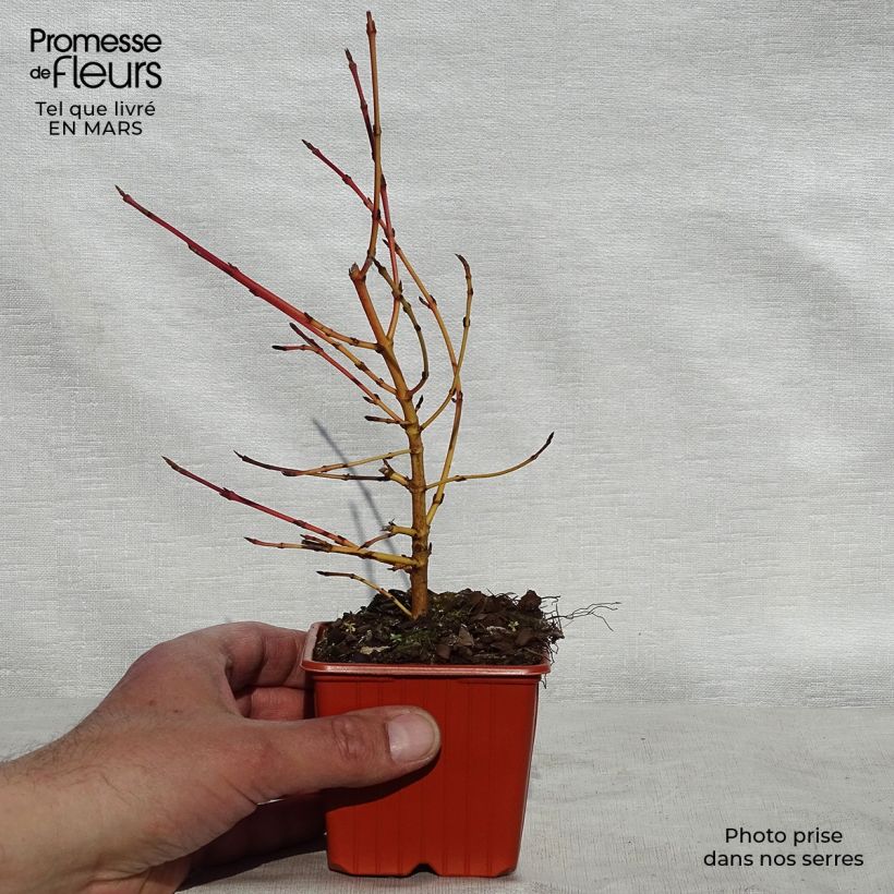 Cornus sanguinea Winter Beauty - Cornejo rojo Maceta de 8/9 cm Ejemplar entregado en la primavera