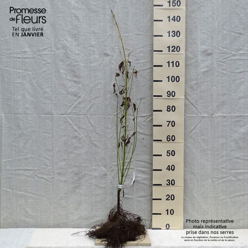 Cornus sericea Flaviramea - Cornejo colorado de arroy Raíces desnudas Ejemplar entregado en invierno