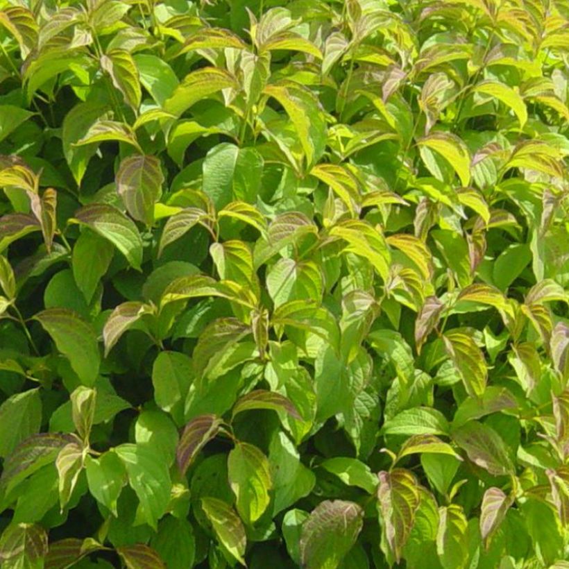 Cornus sericea Kelsey's Dwarf - Cornejo colorado de arroy (Follaje)