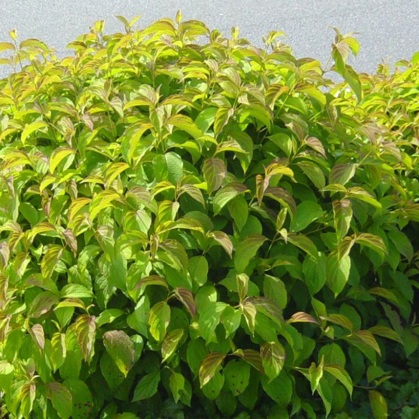 Cornus sericea Kelsey's Dwarf - Cornejo colorado de arroy (Porte)
