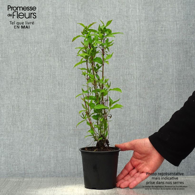 Cornus sericea Kelsey's Dwarf - Cornejo colorado de arroy Maceta 1L/1,5L Ejemplar entregado en la primavera