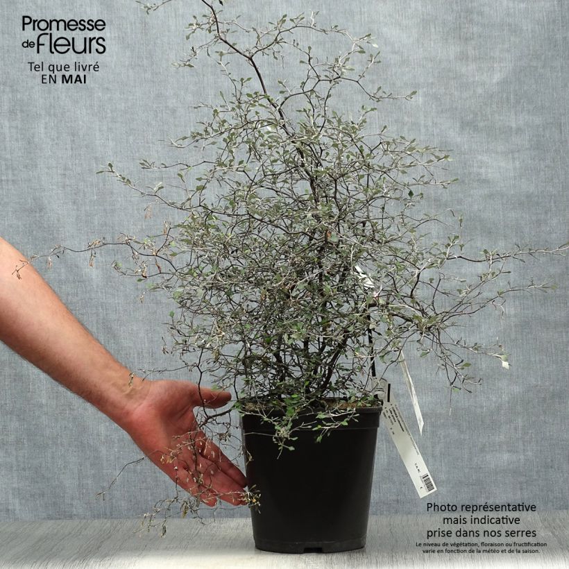Corokia cotoneaster Little prince Maceta 4L/5L Ejemplar entregado en la primavera