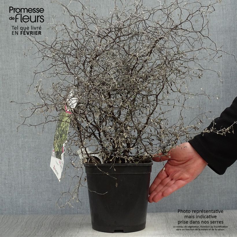 Corokia cotoneaster Little prince Maceta 4L/5L Ejemplar entregado en invierno