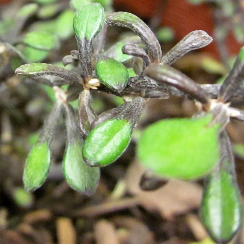 Corokia cotoneaster Little prince (Follaje)