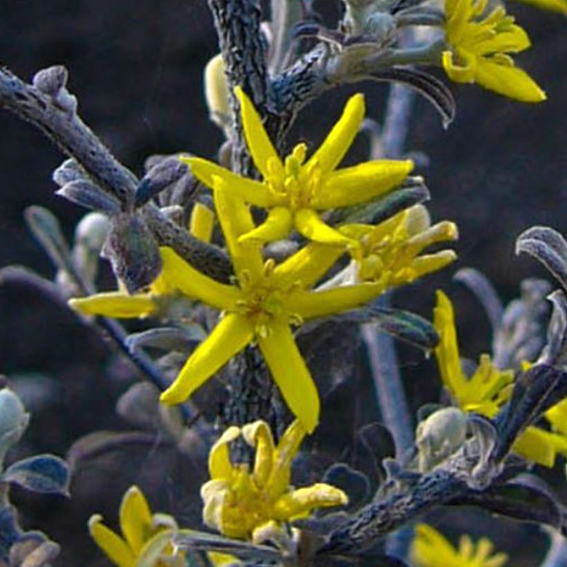 Corokia cotoneaster Little prince (Floración)