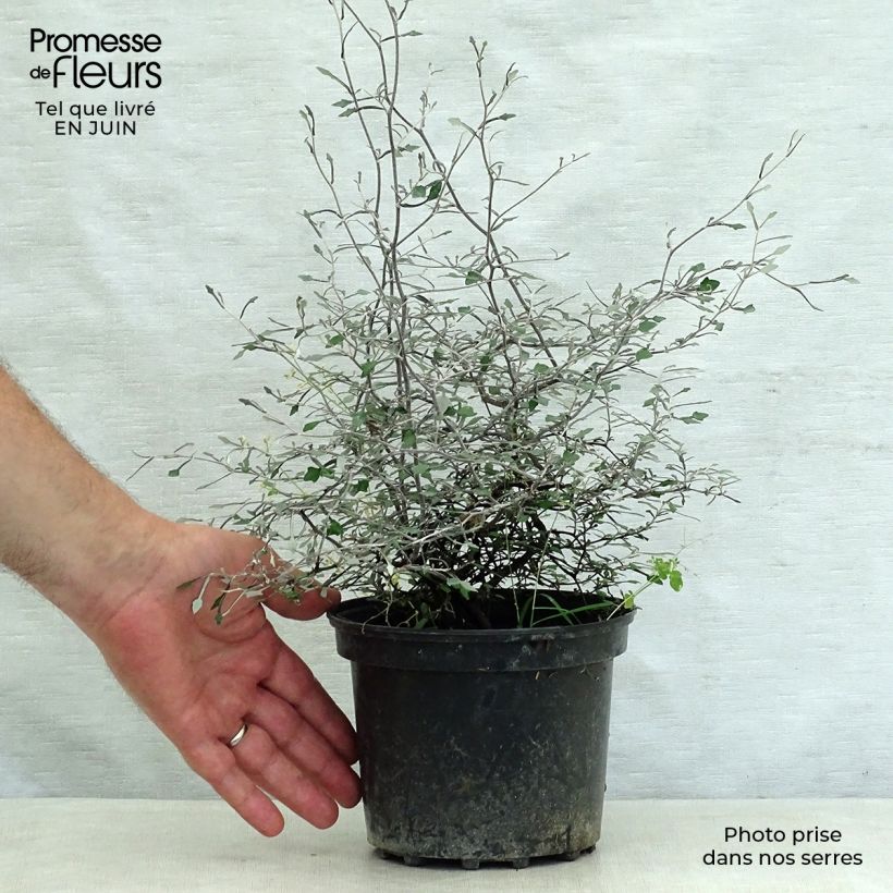 Ejemplar de Corokia cotoneaster Maceta 1L/1,5L entregado en verano