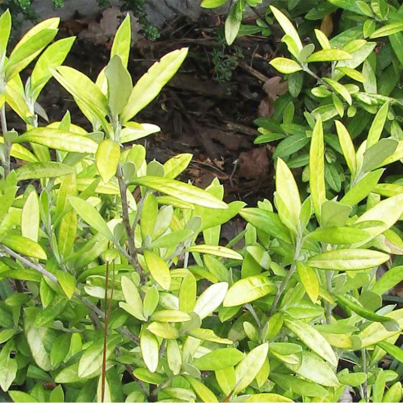 Corokia virgata Banana Royal (Follaje)