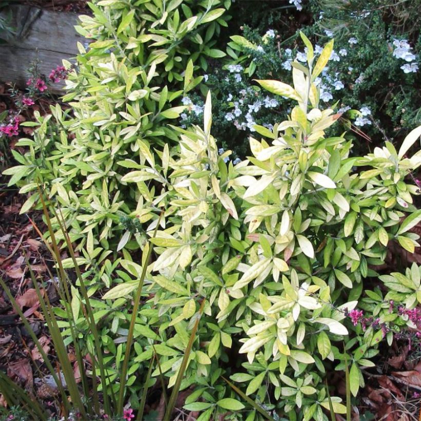 Corokia virgata Banana Royal (Porte)