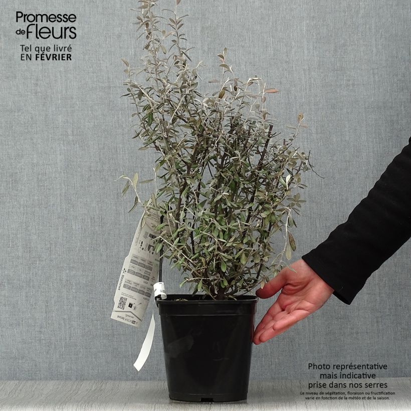 Corokia virgata Frosted chocolate Maceta 4L/5L Ejemplar entregado en invierno