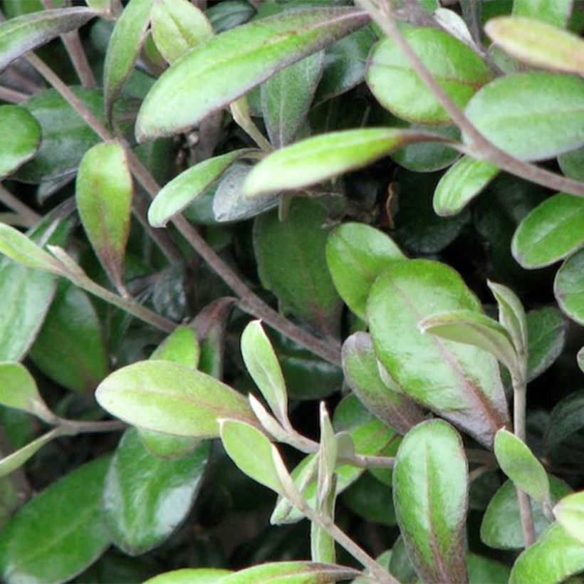 Corokia virgata Frosted chocolate (Follaje)