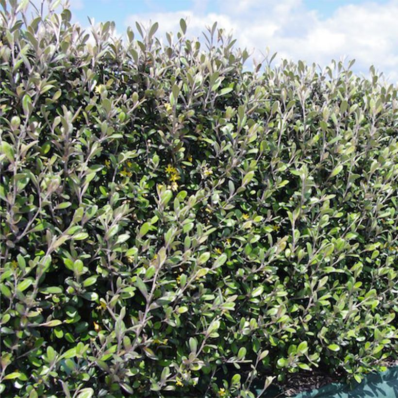 Corokia virgata Frosted chocolate (Porte)