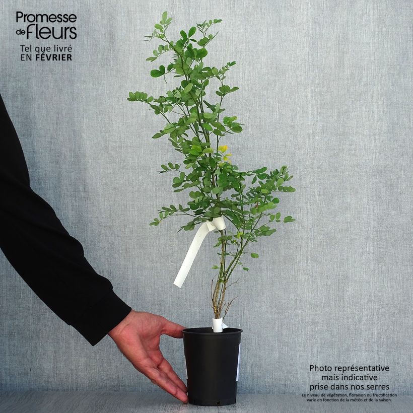 Ejemplar de Hippocrepis emerus - Zapatitos de la Virgen Maceta 1L/1,5L entregado en otoño