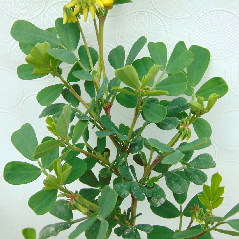 Coronilla valentina subsp. glauca - Coronilla del jardín (Follaje)