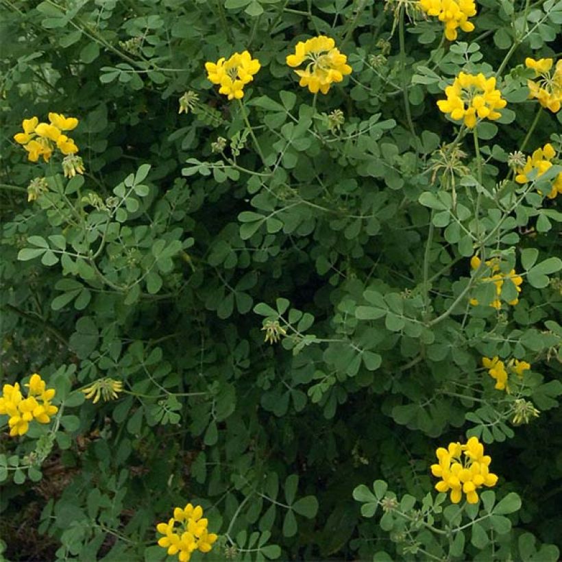 Coronilla valentina subsp. glauca Sélection (Follaje)