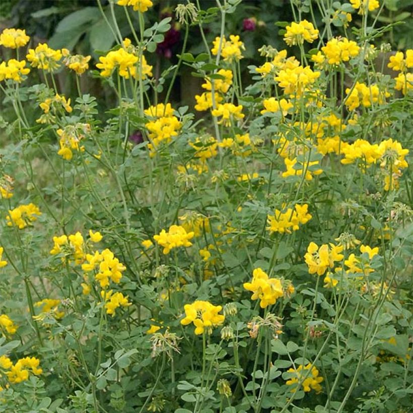 Coronilla valentina subsp. glauca Sélection (Floración)
