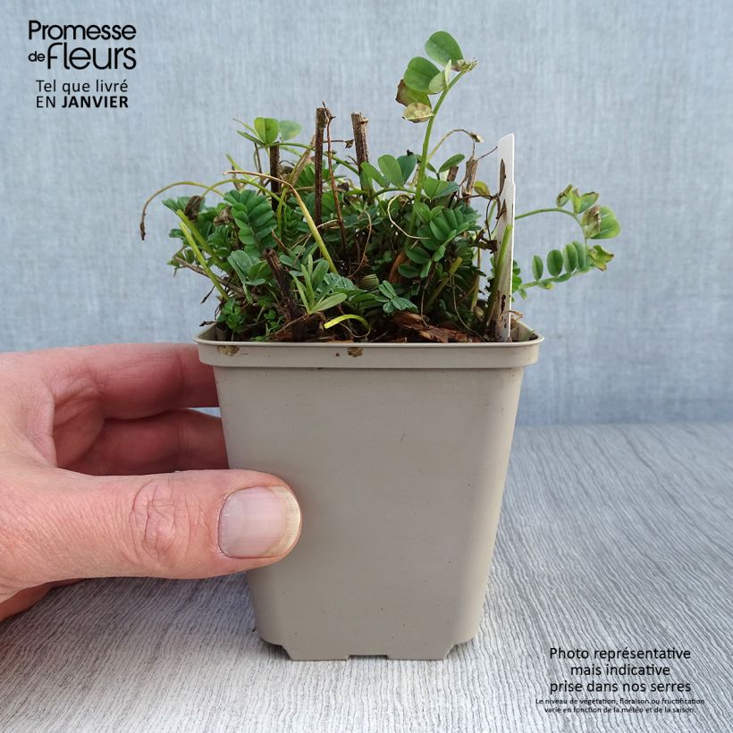 Coronilla varia - Coronilla rosa Maceta de 8/9 cm Ejemplar entregado en invierno