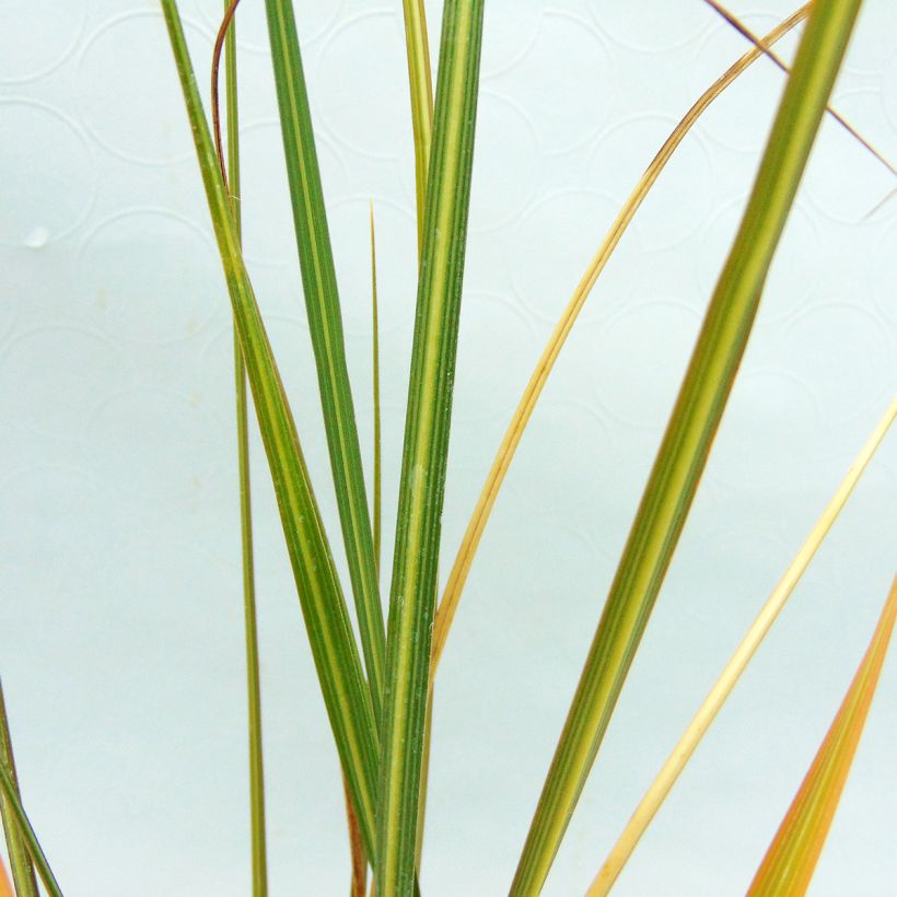 Cortaderia richardiii - Hierba de la Pampa (Follaje)