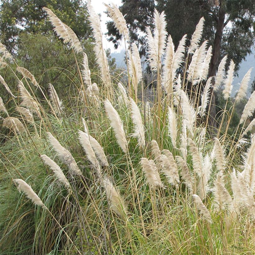 Cortaderia selloana - Plumero (Floración)