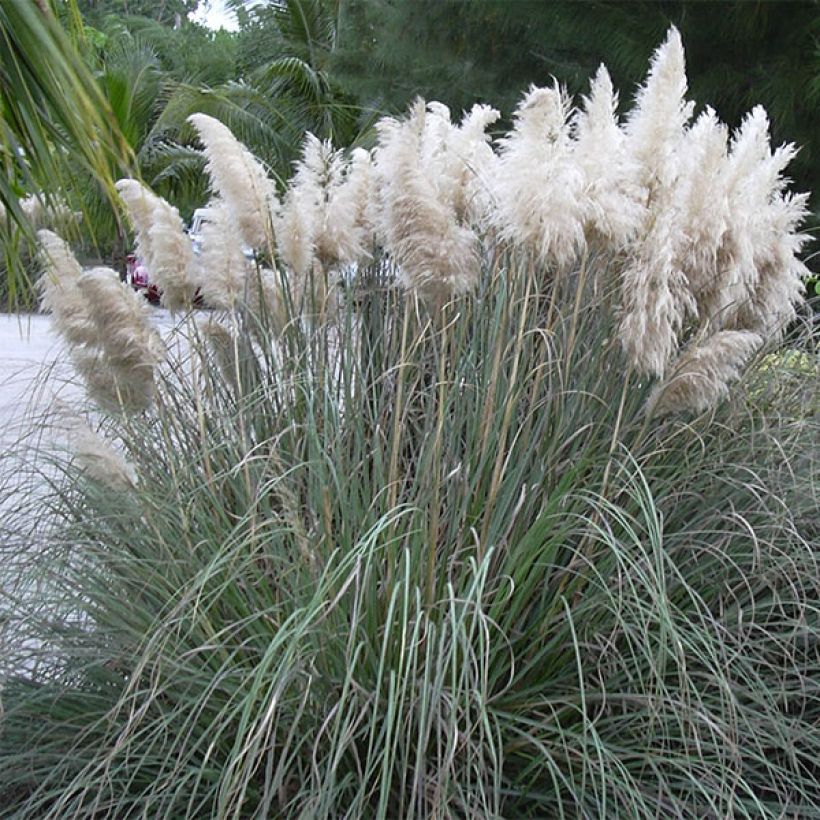 Cortaderia selloana - Plumero (Porte)