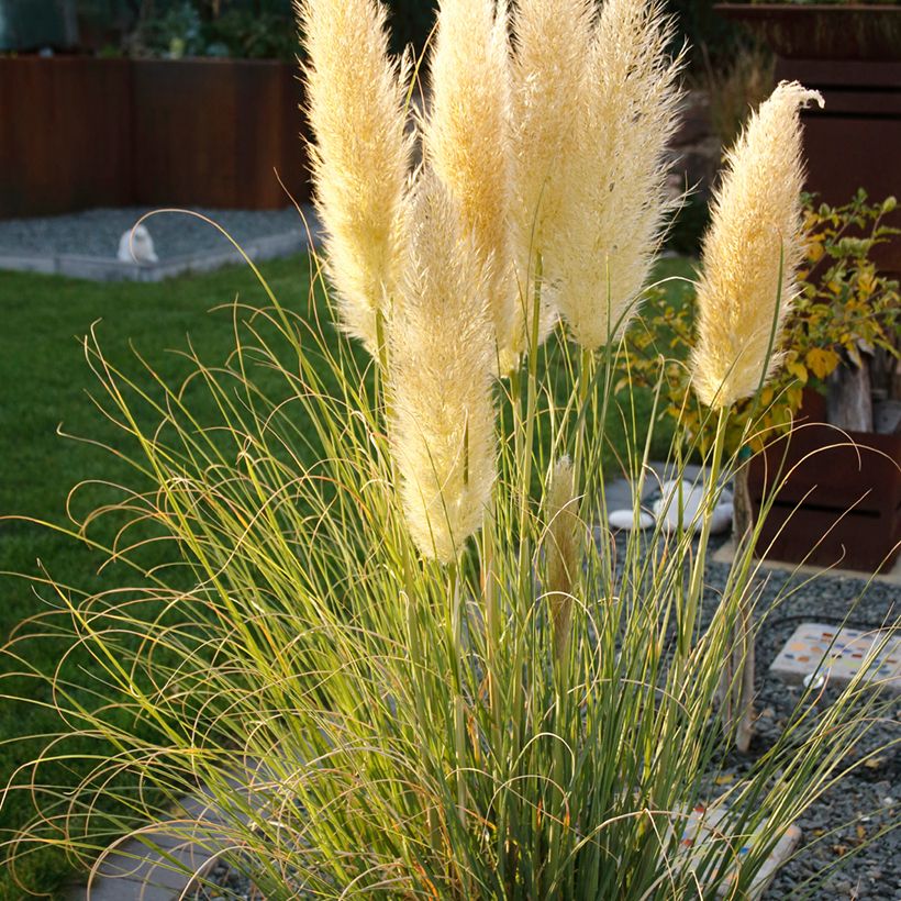 Cortaderia selloana Mini Pampas (Porte)