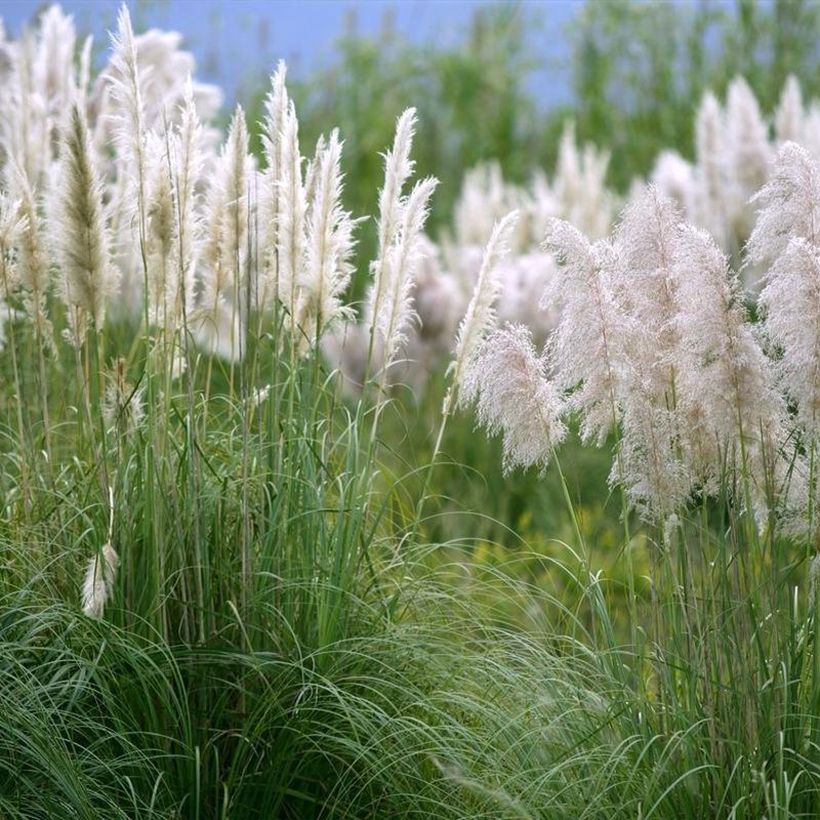 Cortaderia selloana Mini Silver Pampas (Porte)