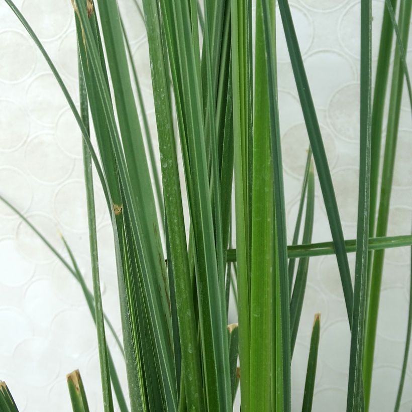 Cortaderia selloana Pumila (Follaje)