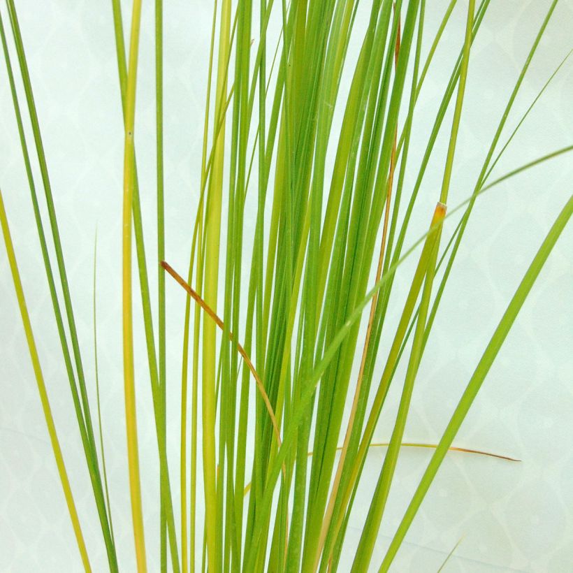 Cortaderia selloana Rosea (Follaje)