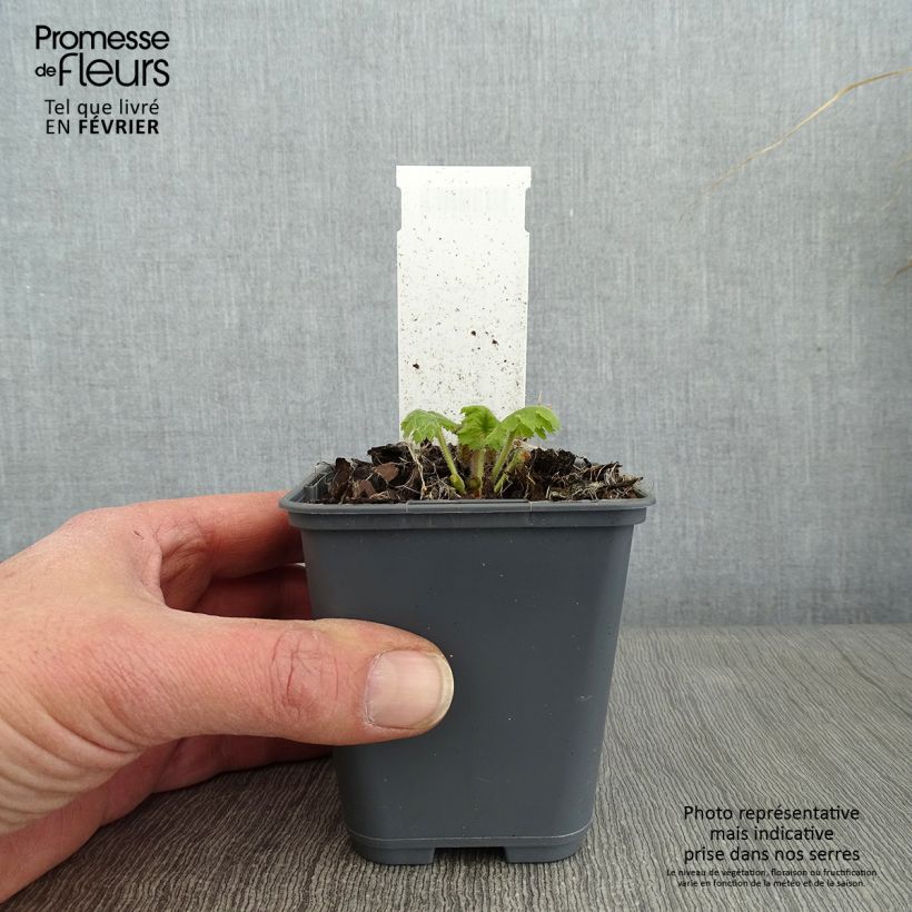 Cortusa matthioli subsp. pekinensis Maceta de 8/9 cm Ejemplar entregado en invierno