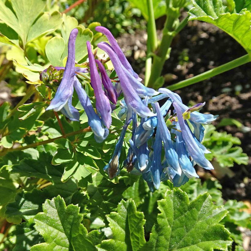 Corydalis elata (Floración)