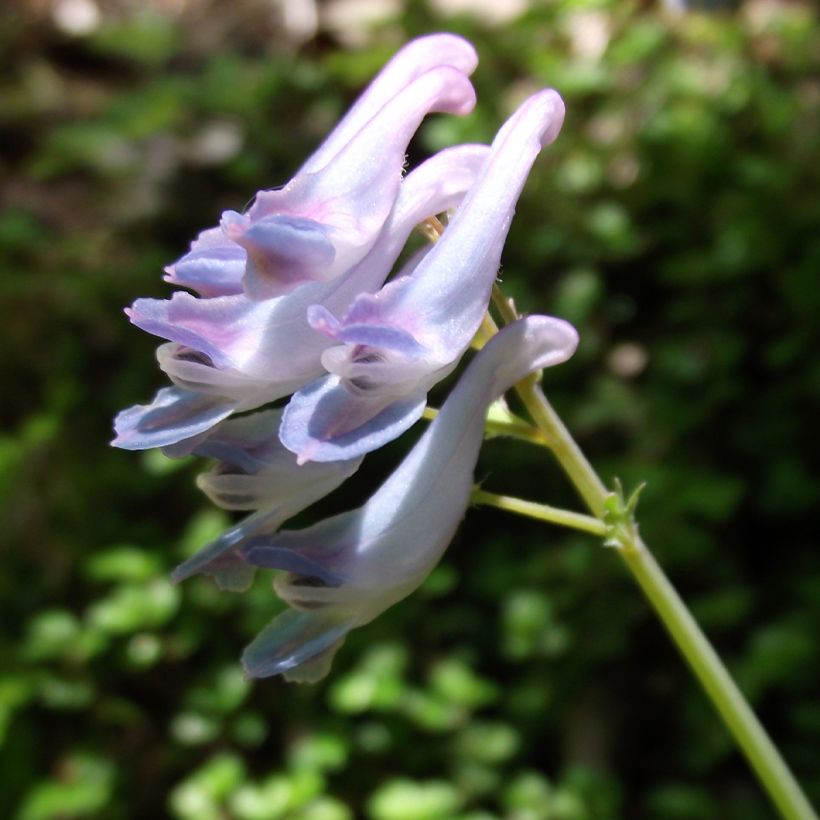 Corydalis linstowiana (Floración)