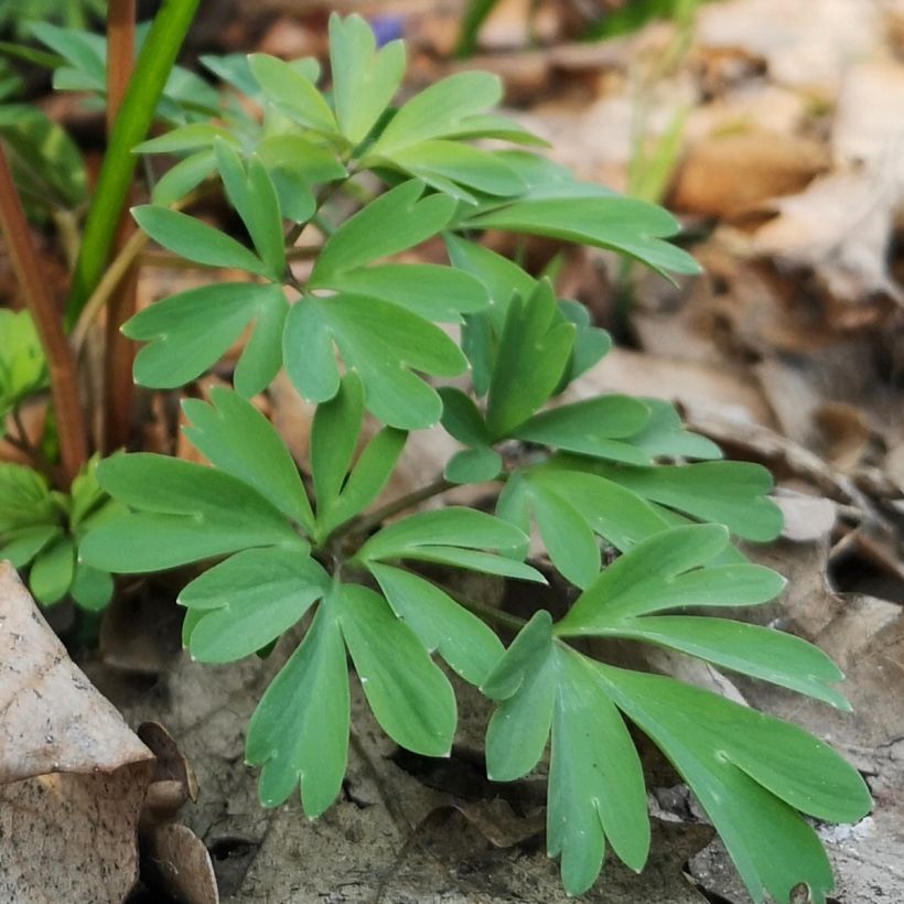 Corydalis sp. from Sichuan (Follaje)