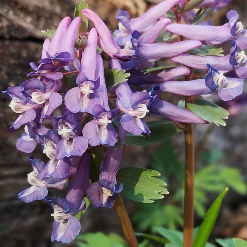 Corydalis sp. from Sichuan (Floración)