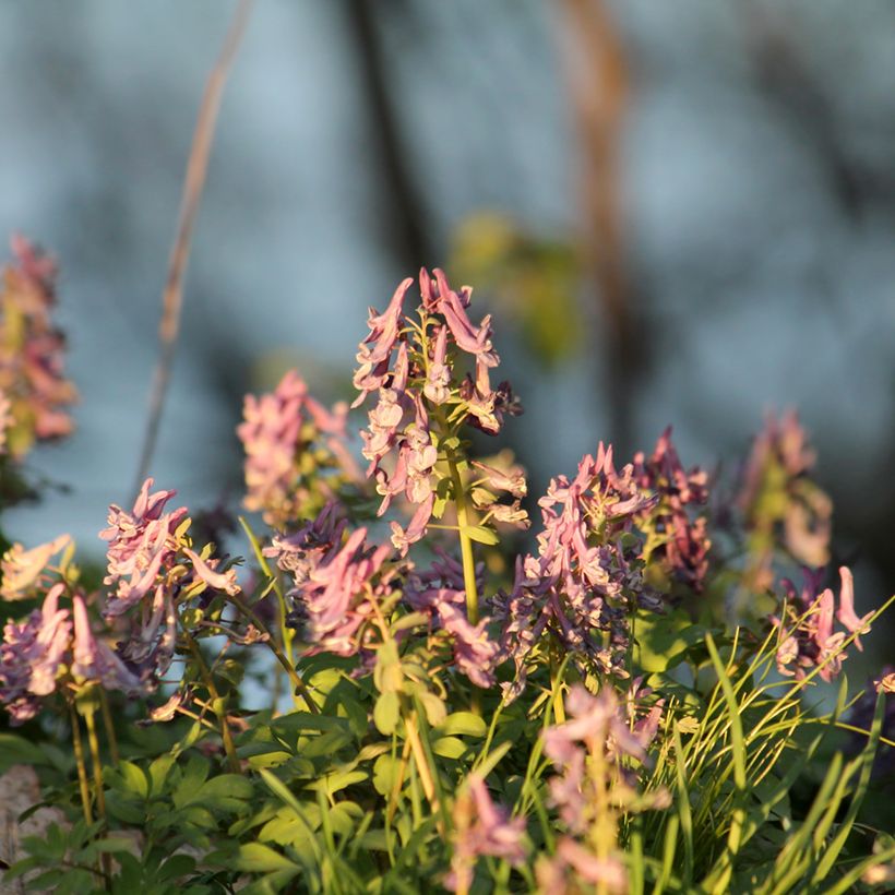 Corydalis solida Beth Evans (Porte)