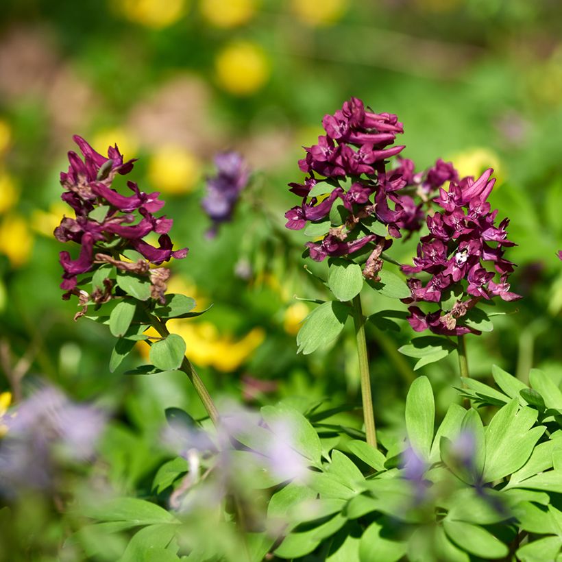 Corydalis solida Purple Bird (Porte)