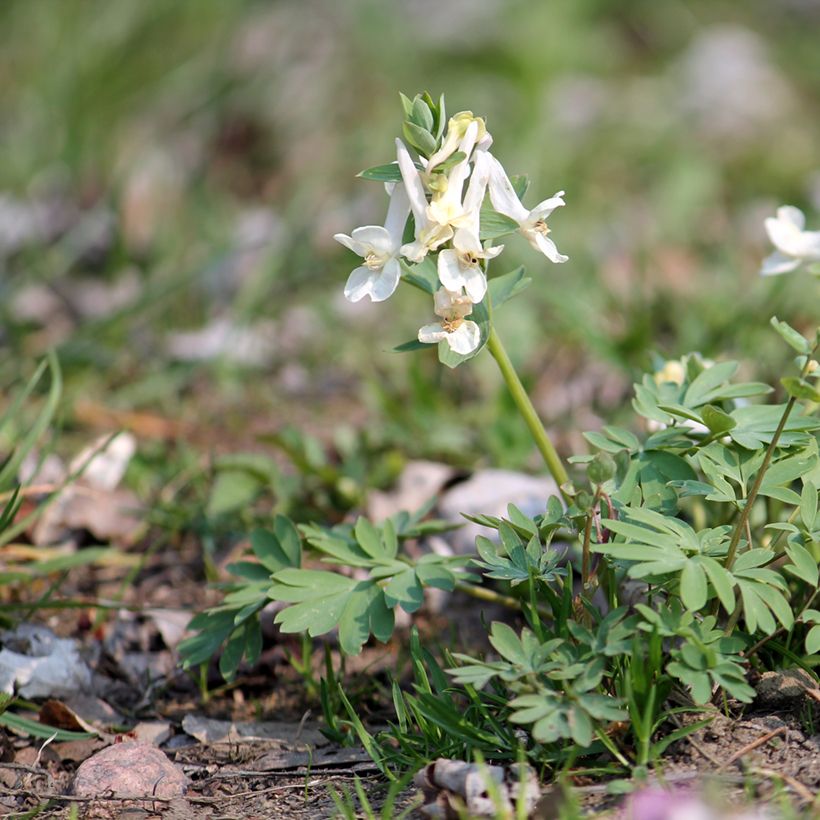 Corydalis solida White Swallow (Porte)