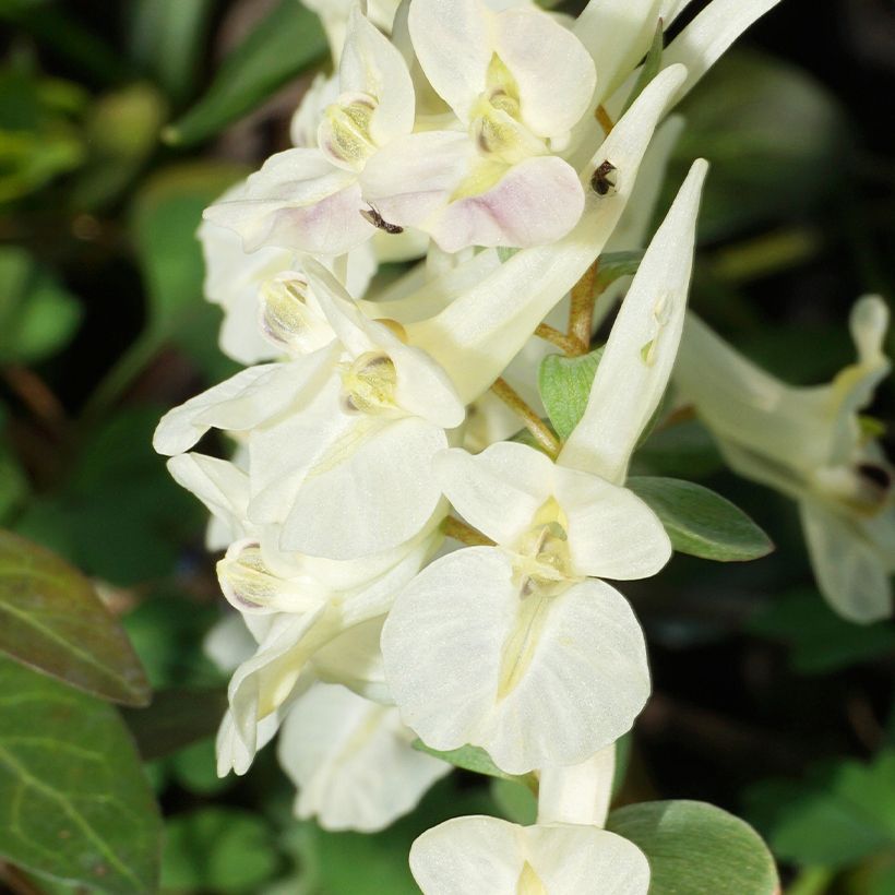 Corydalis solida White Swallow (Floración)
