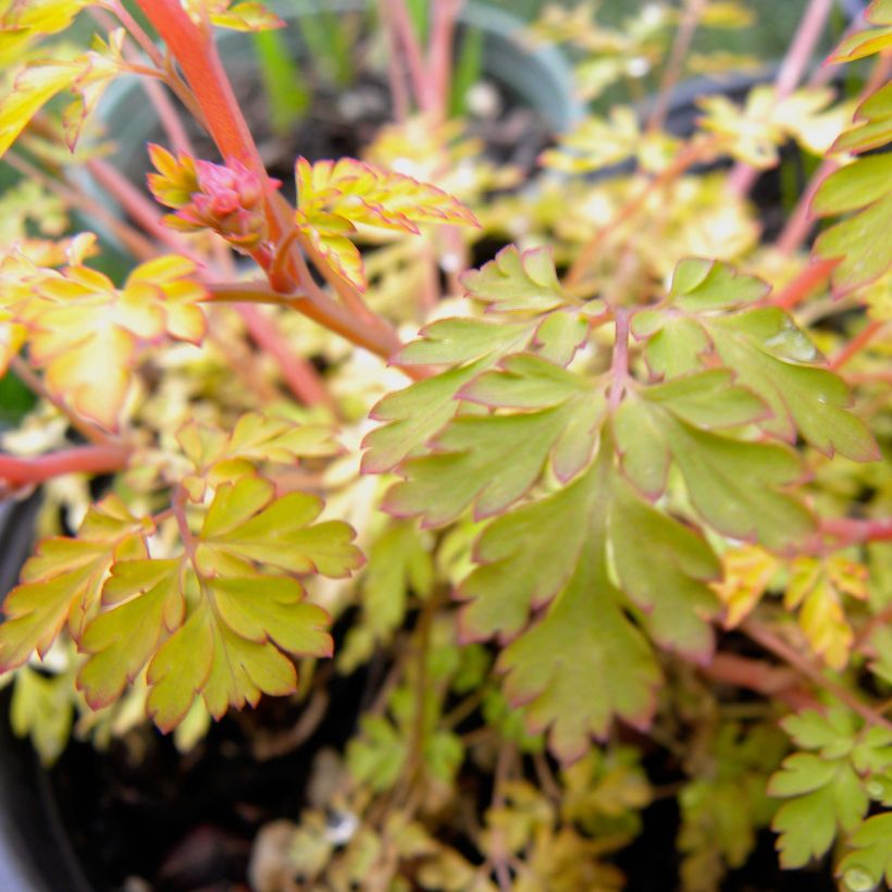 Corydalis Berry Exciting (Follaje)