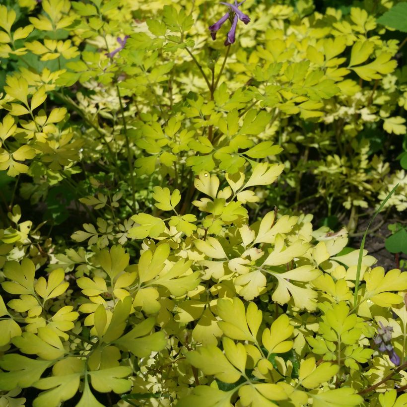 Corydalis Berry Exciting (Porte)