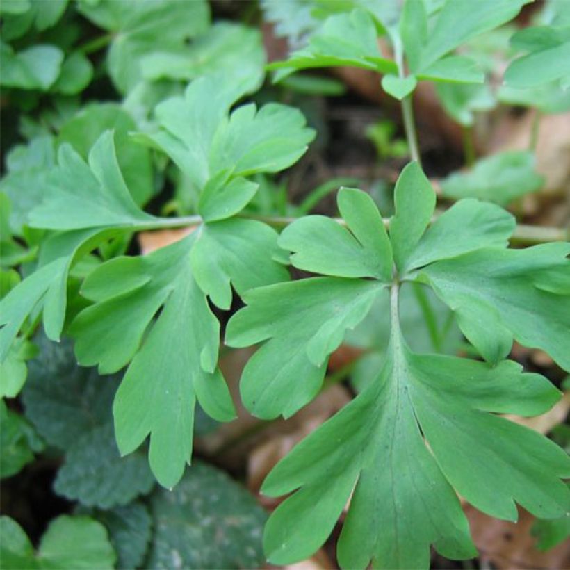 Corydalis Blackberry Wine (Follaje)