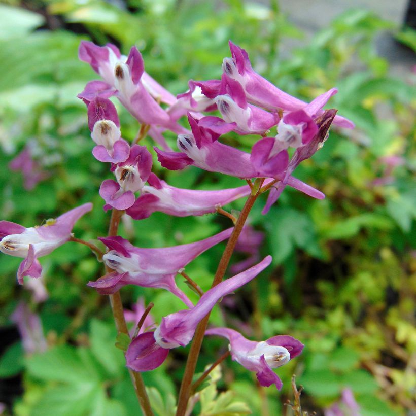 Corydalis Blackberry Wine (Floración)