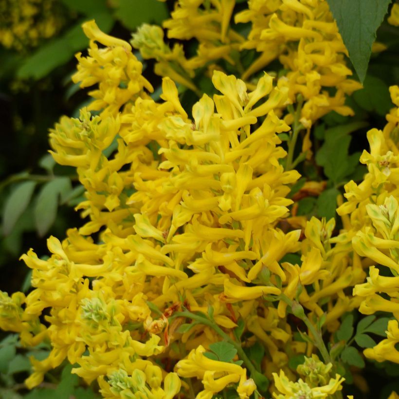 Corydalis Canary Feathers (Floración)